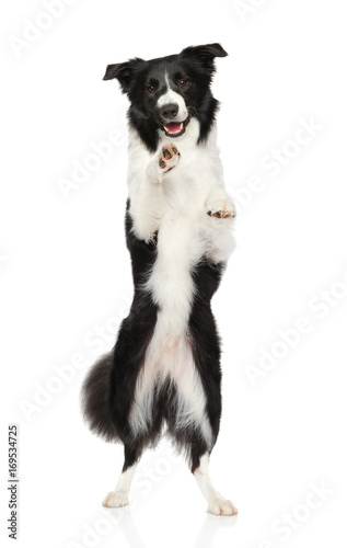 фотографія Border Collie on hind legs