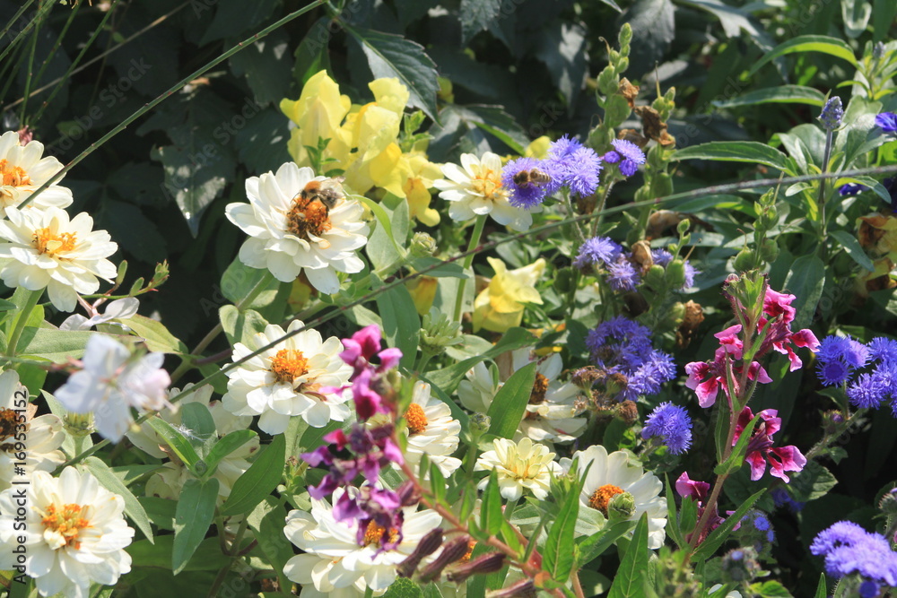 Bienen bestäuben Sommerwiese