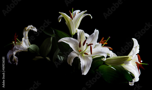 Fototapeta Naklejka Na Ścianę i Meble -  white lily flower against black background