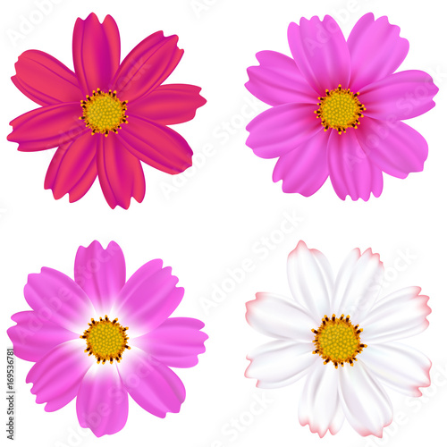 flower of cosmos. Isolated flowers. Mesh. Vector illustration. Bright inflorescences.