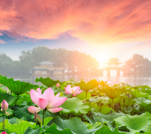 Hangzhou West Lake blooming lotus and Chinese pavilion architectural landscape China