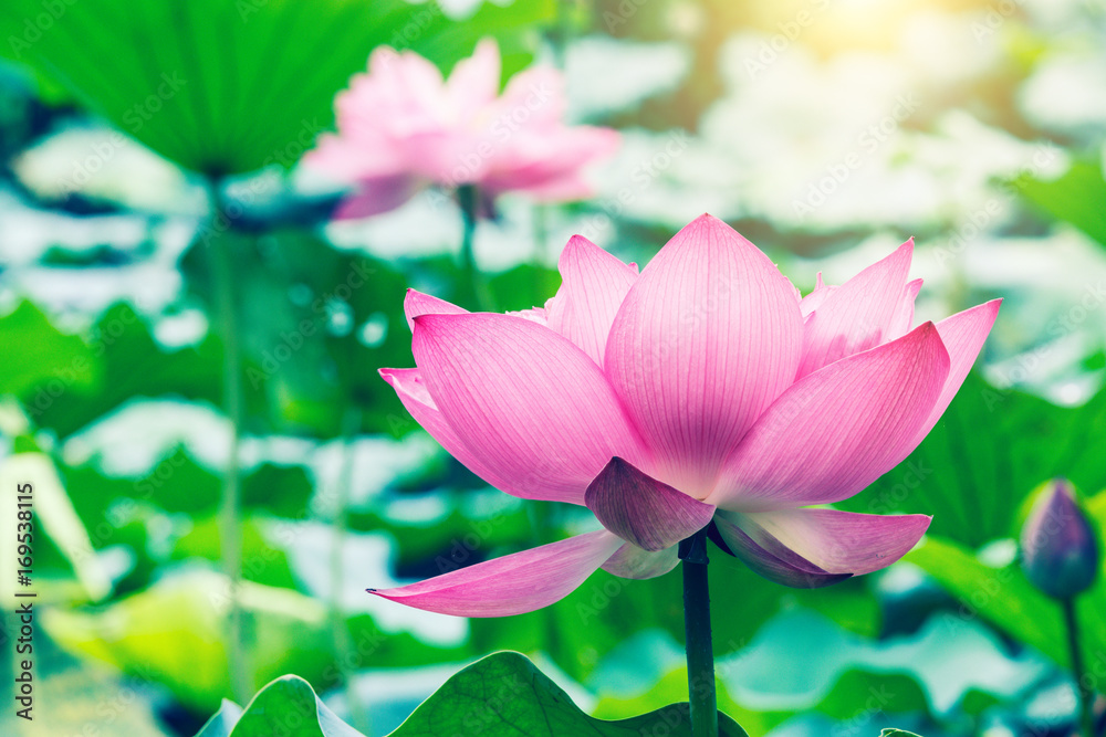 Obraz premium Beautiful lotus blooming in the pond natural landscape