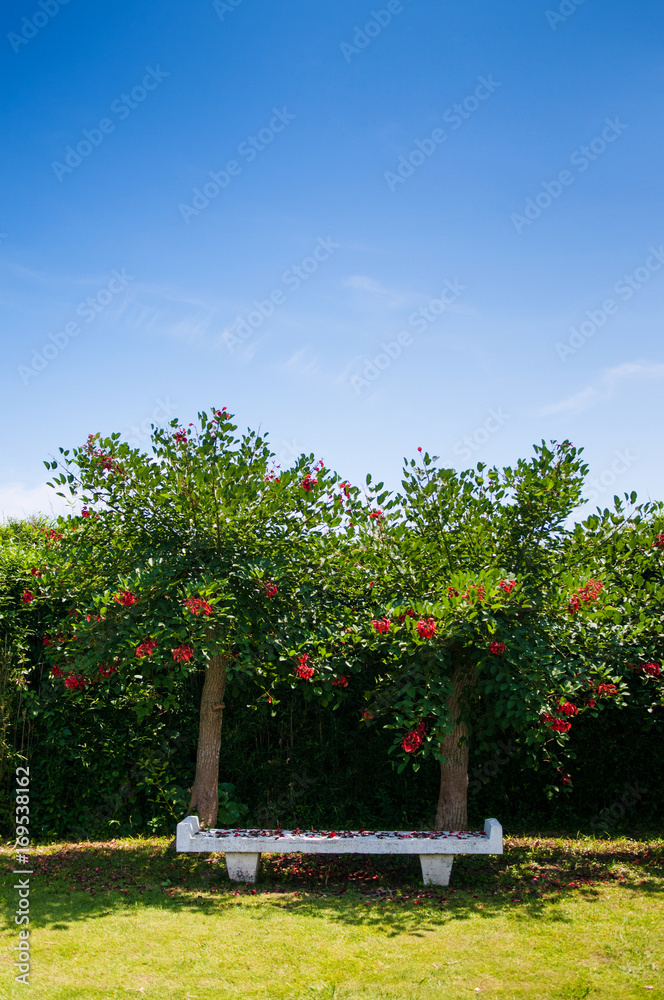 Obraz premium Bench in the park, Jogashima park, Miura, Japan