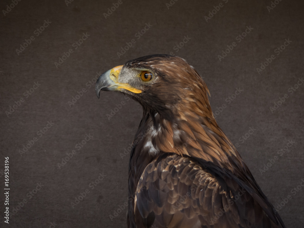 Fototapeta premium portrait of an eagle