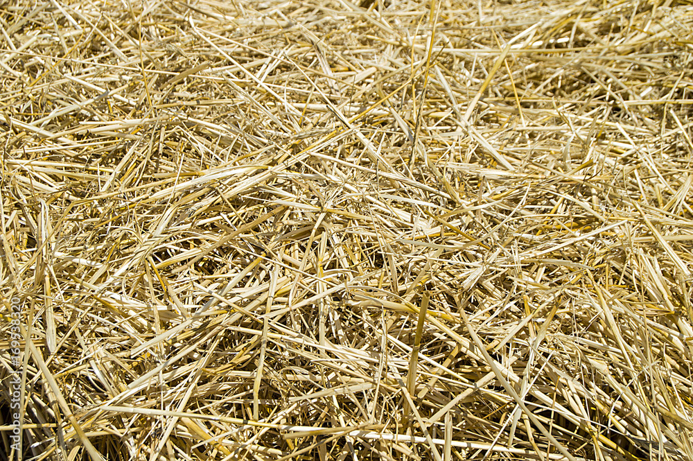 Stubble and straw residues in harvested wheat fields.Terrestrial climate and harvested wheat fields
Stubble and straw residues in harvested wheat fields.Terrestrial climate and harvested wheat fields
