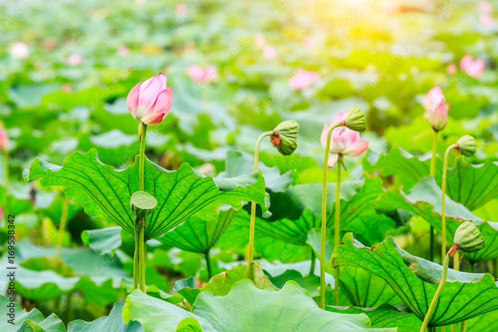Beautiful lotus blooming in the pond natural landscape Beautiful lotus blooming in the pond natural landscape