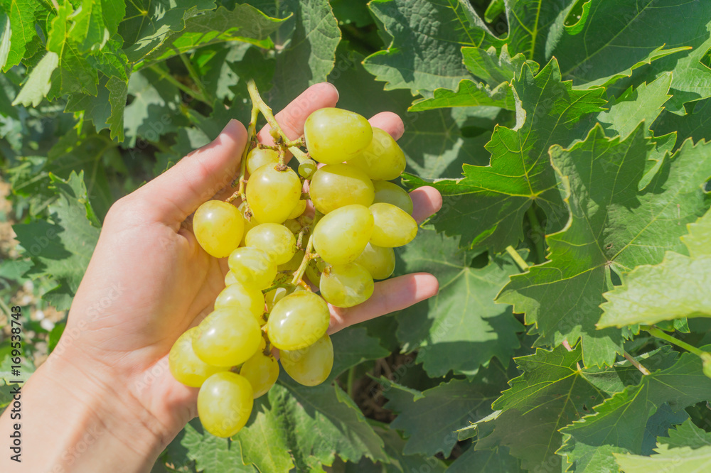 Female's hand holds bunch of green grape on the background of grape plant
