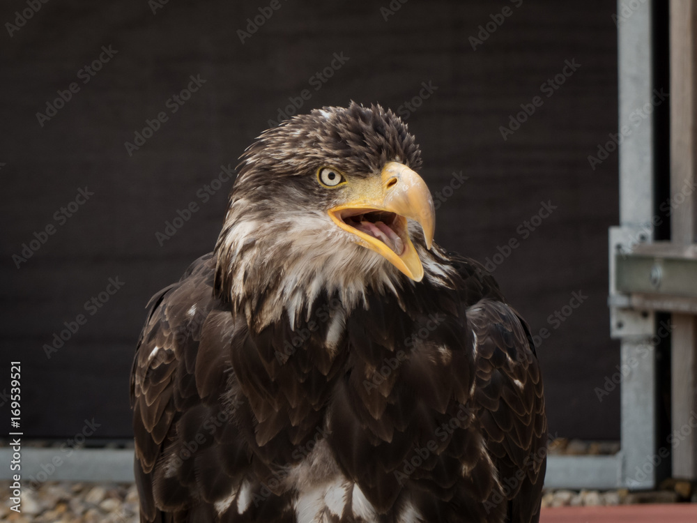 Obraz premium portrait of an eagle