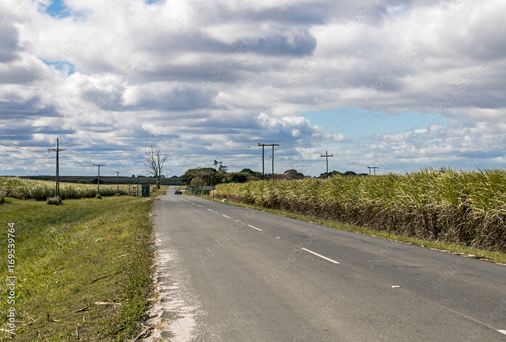 Rural Empty Asphalt Road Running Through Sugar Cane Fields