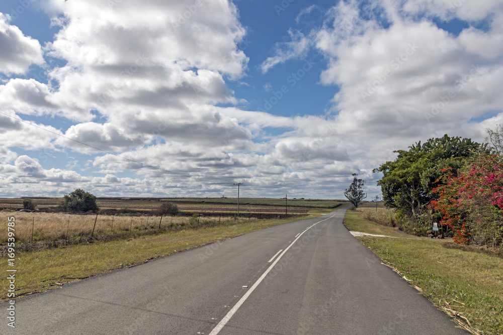Rural Empty Asphalt Road Running Through Sugar Cane Fields Rural Empty Asphalt Road Running Through Sugar Cane Fields