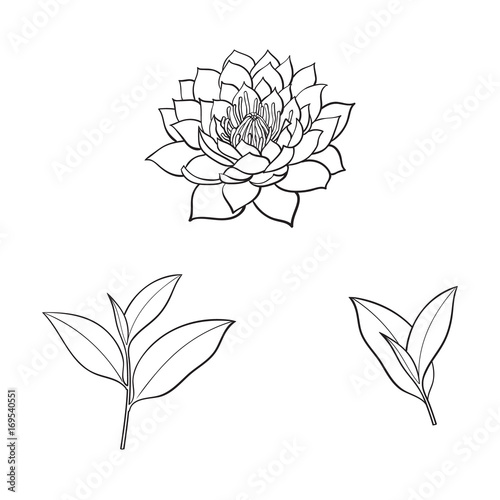 vector sketch cartoon lotus flower blossom blooming  tea leaves branch set. Isolated illustration on a white background. Symbols of meditation  buddhism Sri-lanka and India