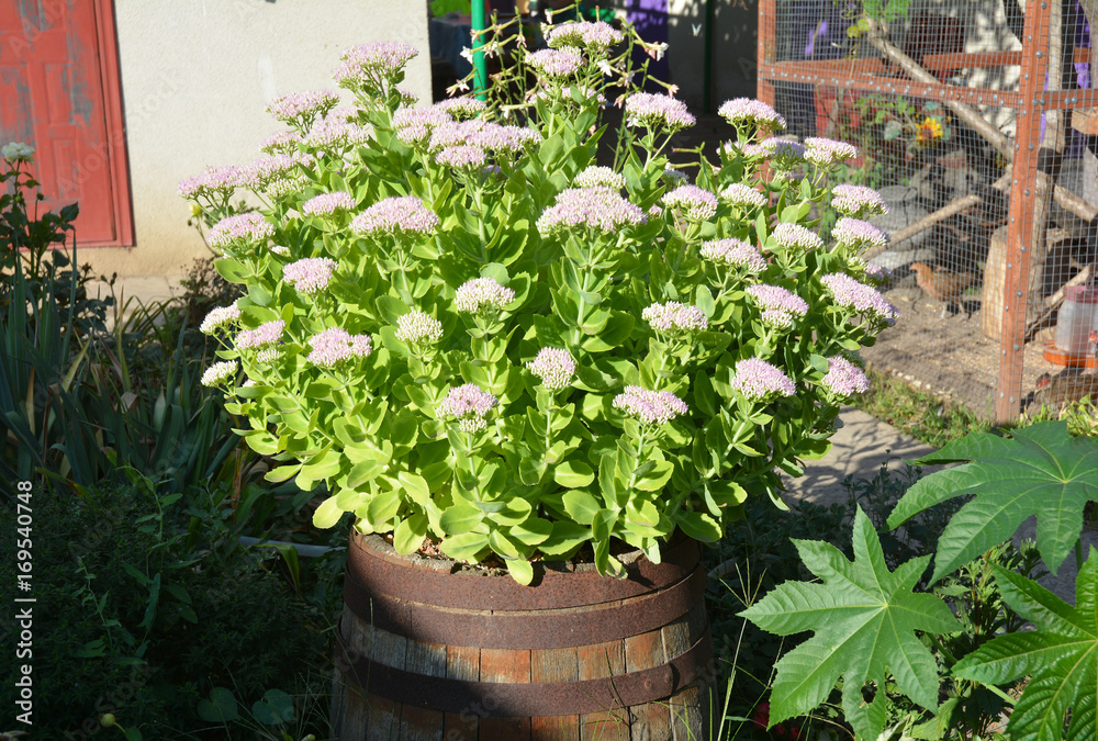 Sedum flowers in wooden barrel. Growing Sedum In The Garden.