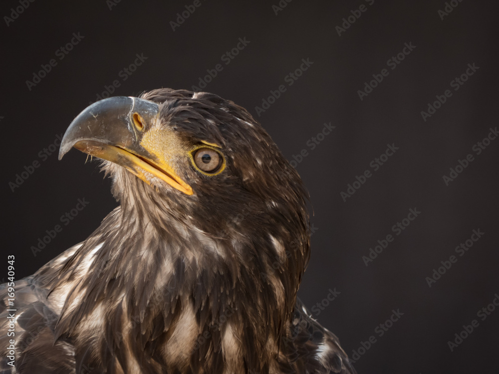 Obraz premium portrait of an eagle
