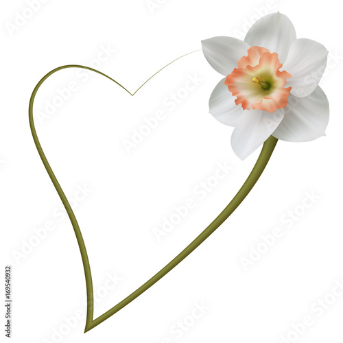 Fototapeta Naklejka Na Ścianę i Meble -  Realistic narcissus frame, heart.