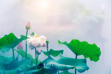 Papier peint photo Fleur de lotus Lotus en fleur dans brume naturelle  © ABCDstock