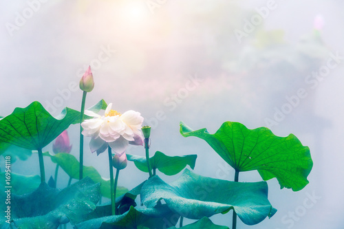 Blooming lotus flower and mist natural landscape