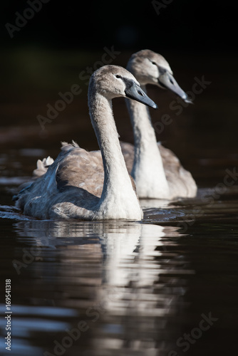 Mute Swan  Swans  Cygnus olor