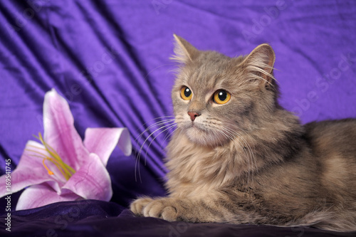 Fotografie Beautiful fluffy gray cat and flower