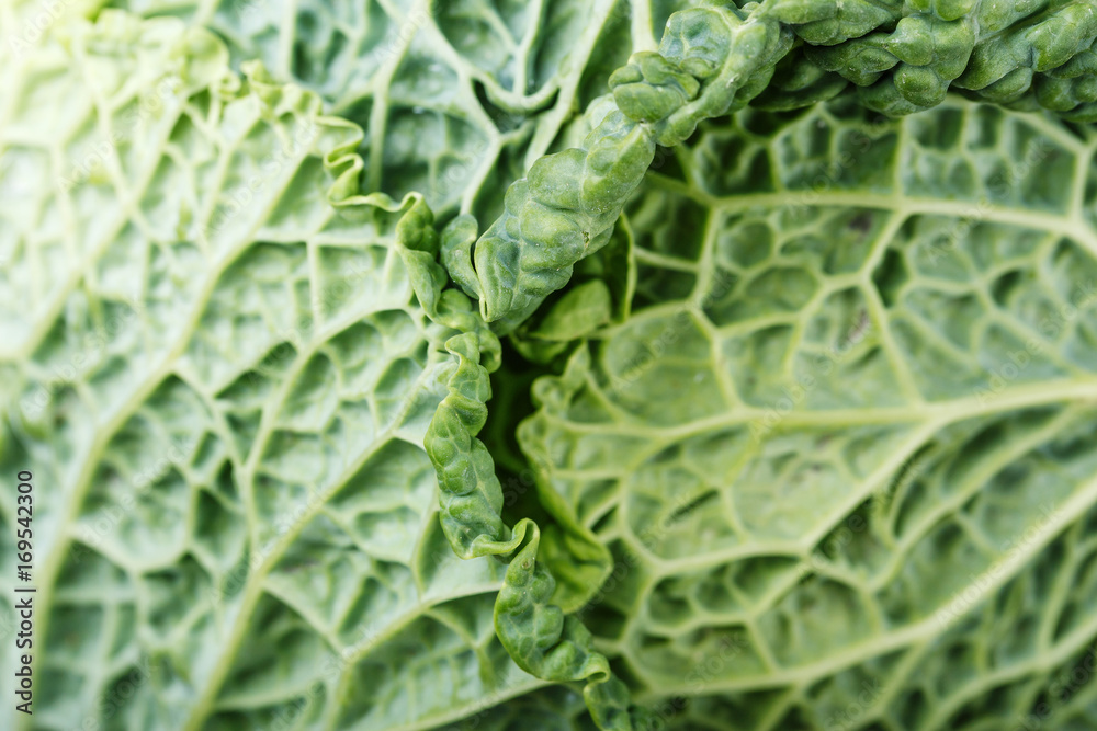 Leaf of Savoy cabbage close-up Leaf of Savoy cabbage close-up