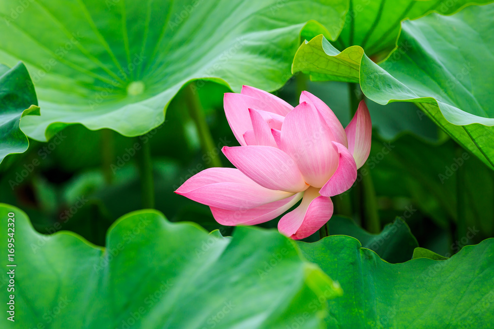 Beautiful lotus blooming in the pond natural landscape Beautiful lotus blooming in the pond natural landscape