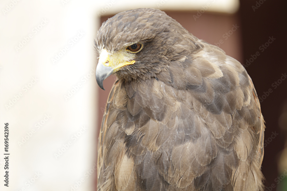 Fototapeta premium Upper body of a harris's hawk (parabuteo unicinctus)