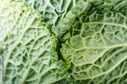Leaf of Savoy cabbage close-up
