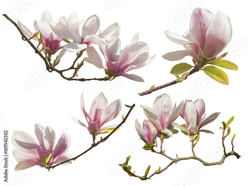 Magnolia Flowers on white background