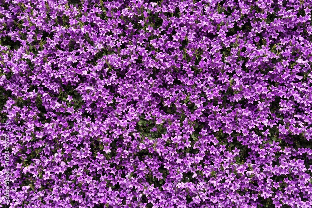 Obraz premium Purple kalanchoe flowers