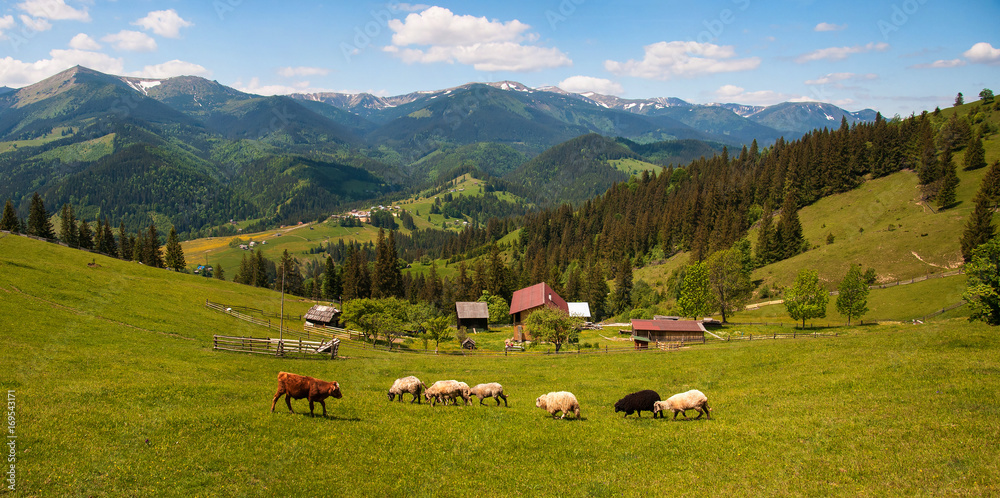 Carpathians, Ukraine. Journey in the mountains. Hiking Travel Lifestyle concept beautiful mountains landscape on background Summer vacations activity outdoor. Flock of sheep in the carpathians.