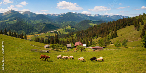 Carpathians, Ukraine. Journey in the mountains. Hiking Travel Lifestyle concept beautiful mountains landscape on background Summer vacations activity outdoor. Flock of sheep in the carpathians.