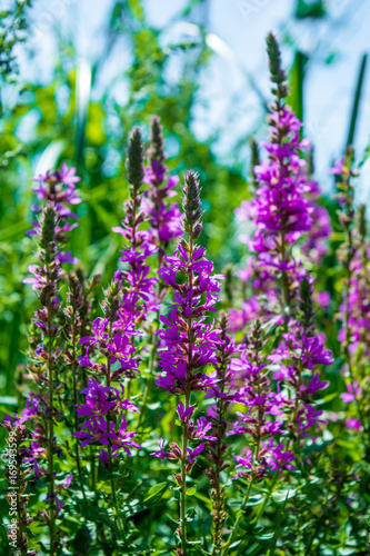 Fototapeta Naklejka Na Ścianę i Meble -  Photo of a violet beautiful flowers at summer