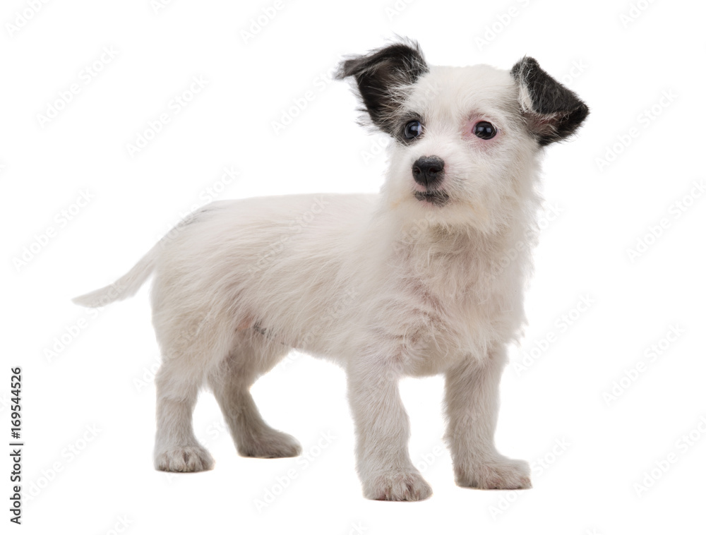 white puppy white puppy