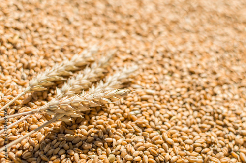 grain and wheat flakes background