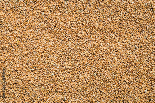 Slika na platnu grain and wheat flakes background