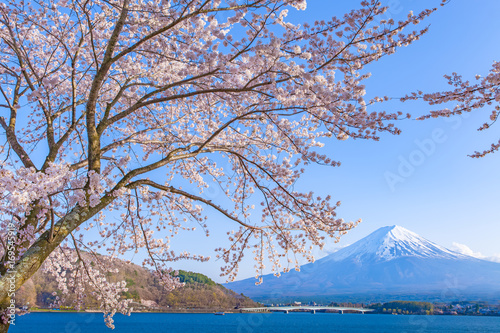 Sakura cherry blossom and Mt. Fuji at Kawaguchiko lake   Japan  in spring season