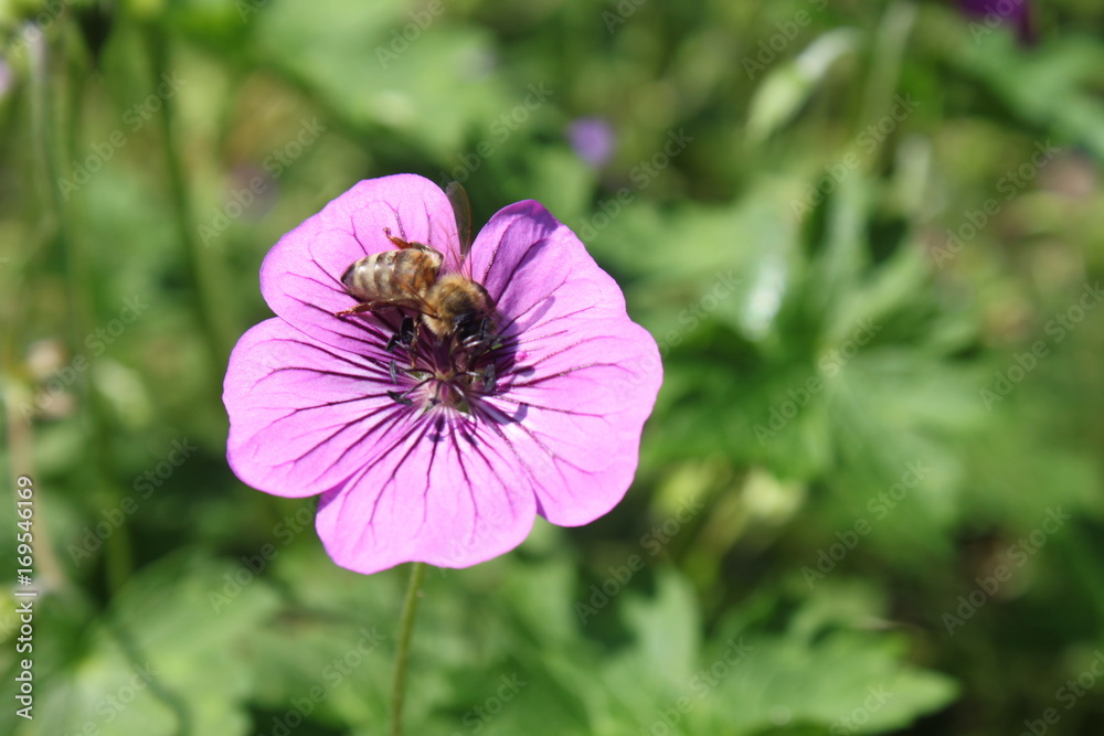lilafarbene Blüte wird von Biene bestäubt lilafarbene Blüte wird von Biene bestäubt