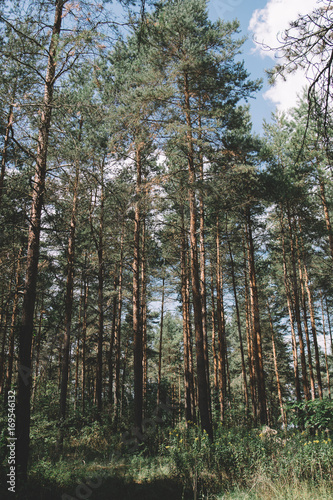 Pine forest