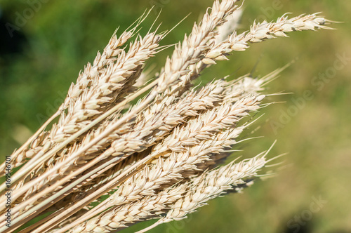 grain and wheat flakes background