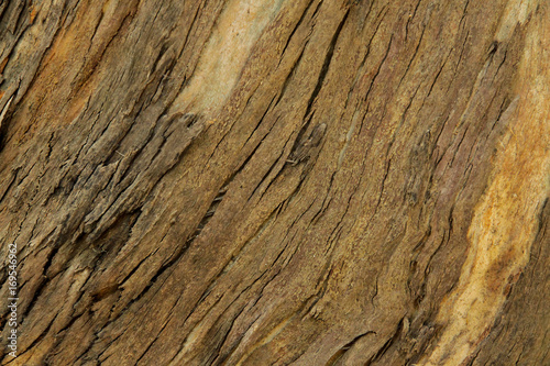 Horizontal natural wooden background. Surface of a thick tree trunk, inclined texture of tree bark