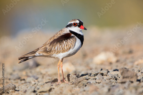 black fronted dotterel - Western Treatment Plant