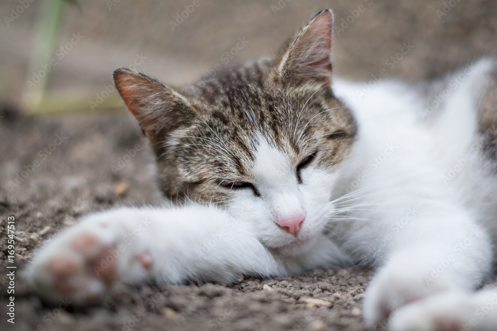 Cat sleeping on ground Cat sleeping on ground
