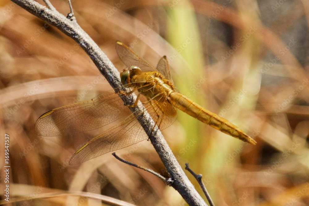 Libélula amarela Libélula amarela