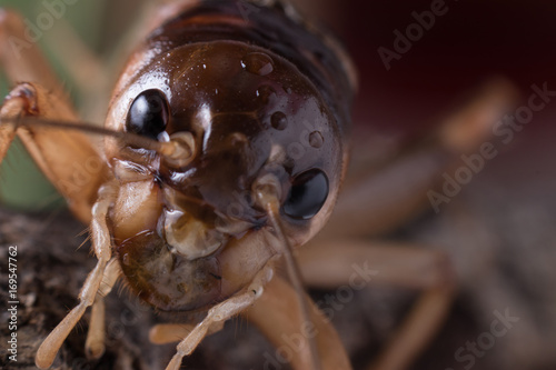 Close up of a cricket with nature back ground 2 © thanongsay