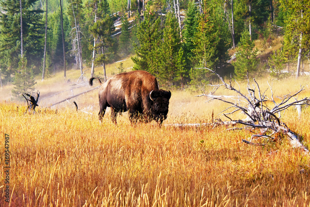 A bison bull in a grassy field near a steamy thermal in Yellowstone National Park, MT A bison bull in a grassy field near a steamy thermal in Yellowstone National Park, MT