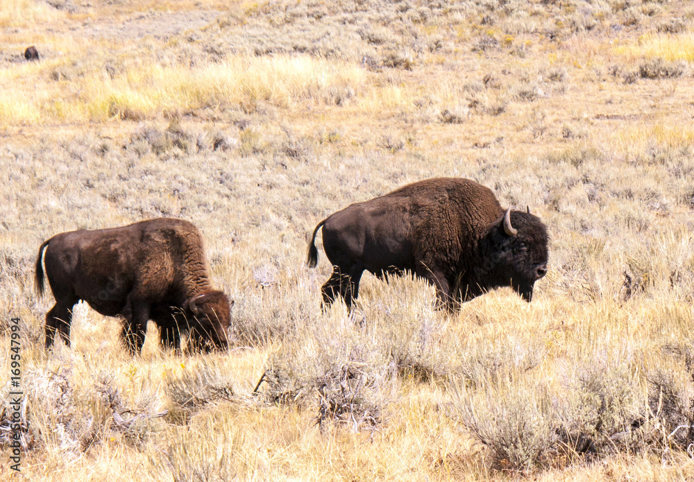 A bison bull and cow graze in the grasslands of Yellowstone National Park, MT