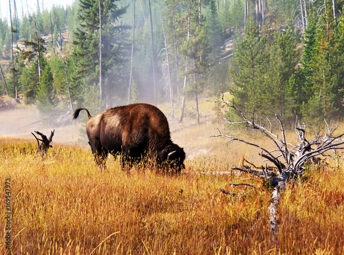 A bison bull grazes in a grassy field in Yellowstone National Park, MT photo