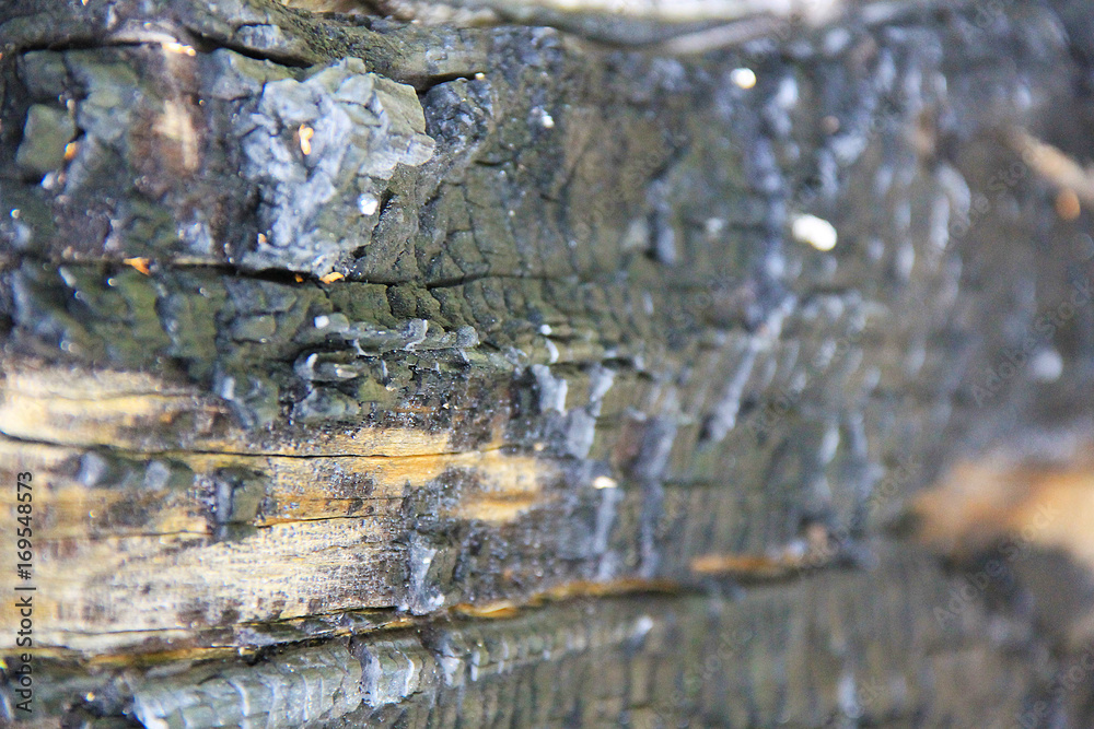 Текстура обгоревшего дерева. Черный обуглившийся ствол дерева. Stock Photo  | Adobe Stock