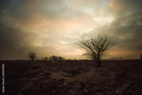 Dried tree in the field in twilight