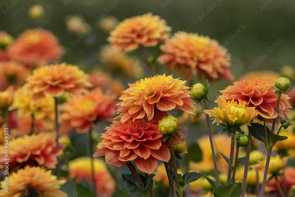 Gruppe orangefarbener Dahlien