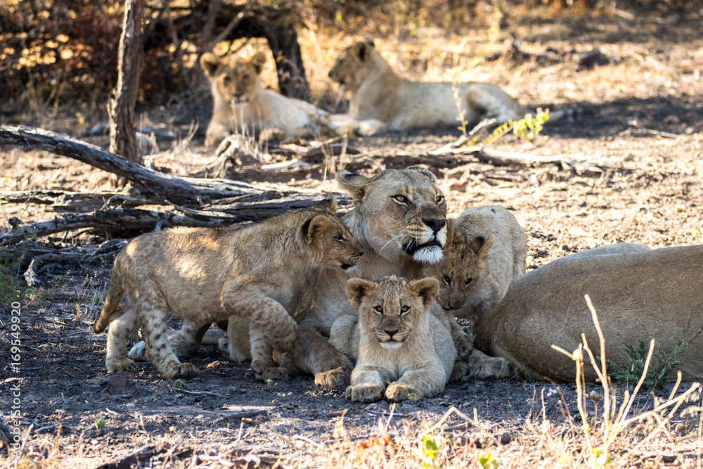 Wild lion family Wild lion family